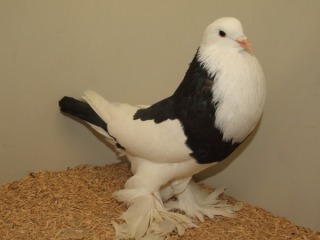 Ben-Kocken-SZN-2014-252